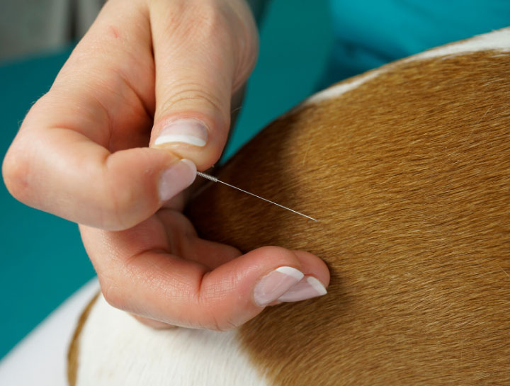 Acupuncture for Pets in Interlachen