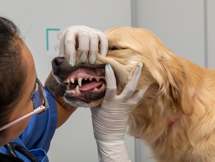 Interlachen Pet Dentist