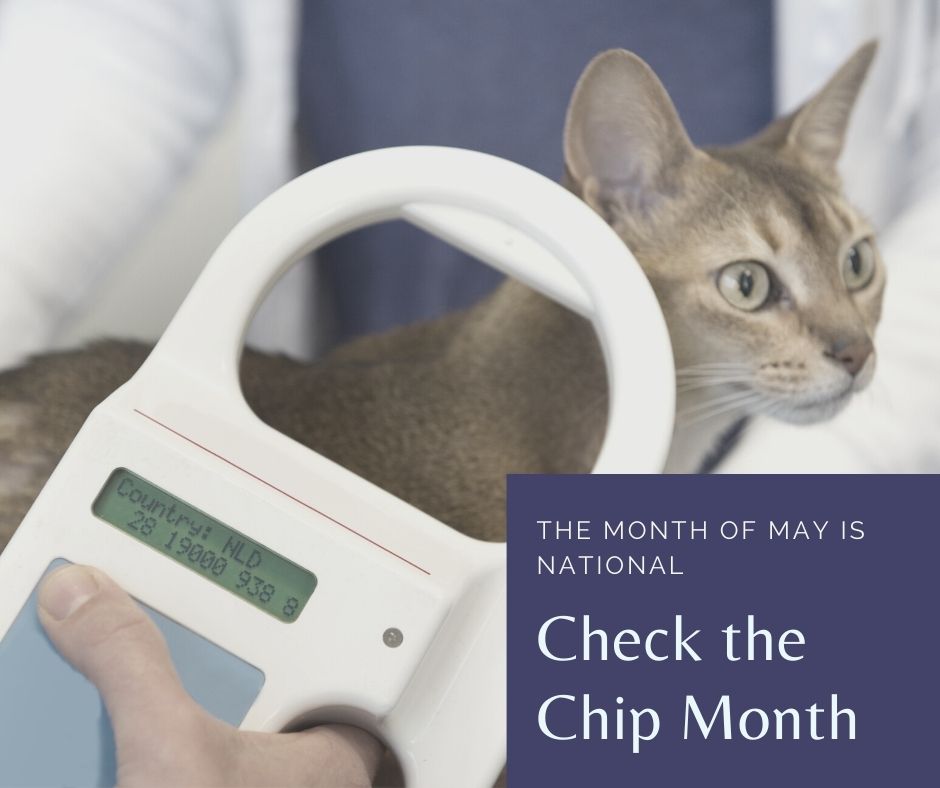 Let’s Talk About the Importance of Microchipping